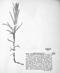 Aecidium ptarmicae image